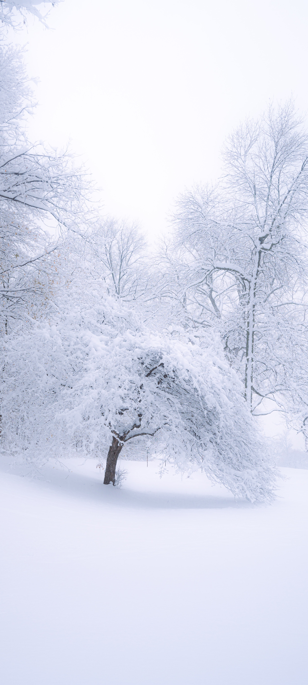 冬天 雪景 树 大雪 风景 手机 壁纸