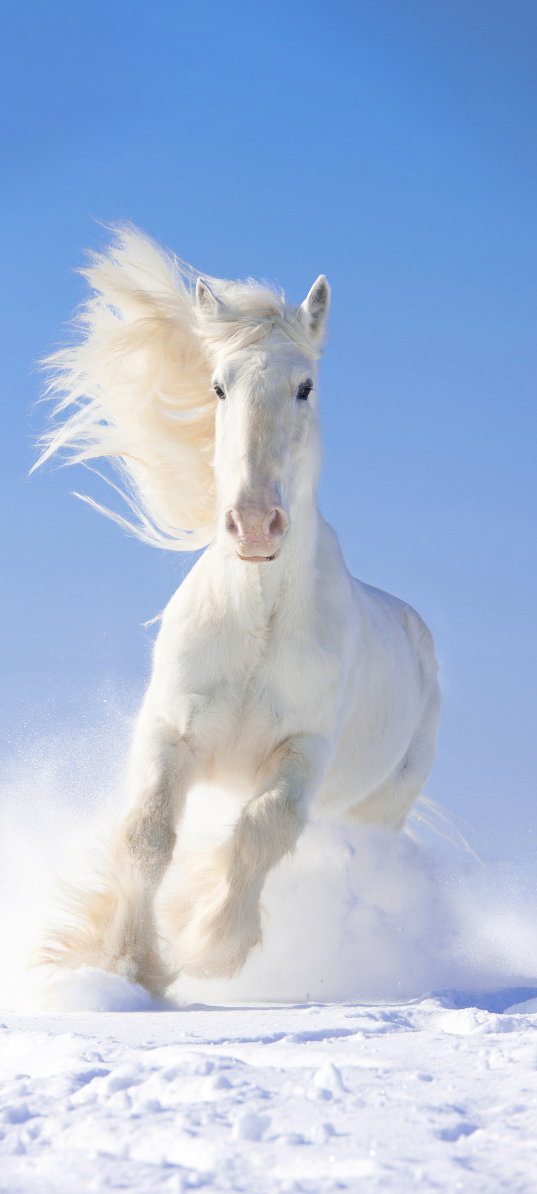 白色的马 骏马 冬天 雪地 奔跑 高清 手机 壁纸 图片