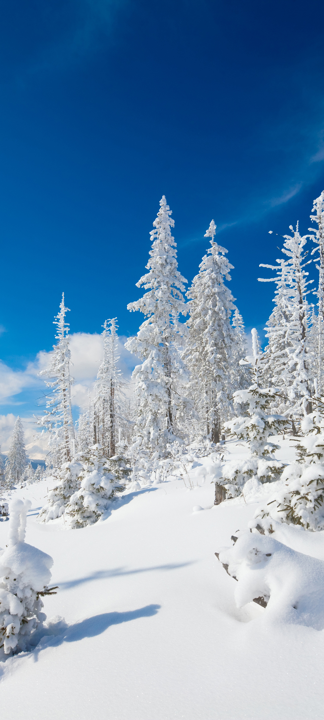 雪景树影映蓝天，雪地风光无限美——免费手机壁纸下载欣赏