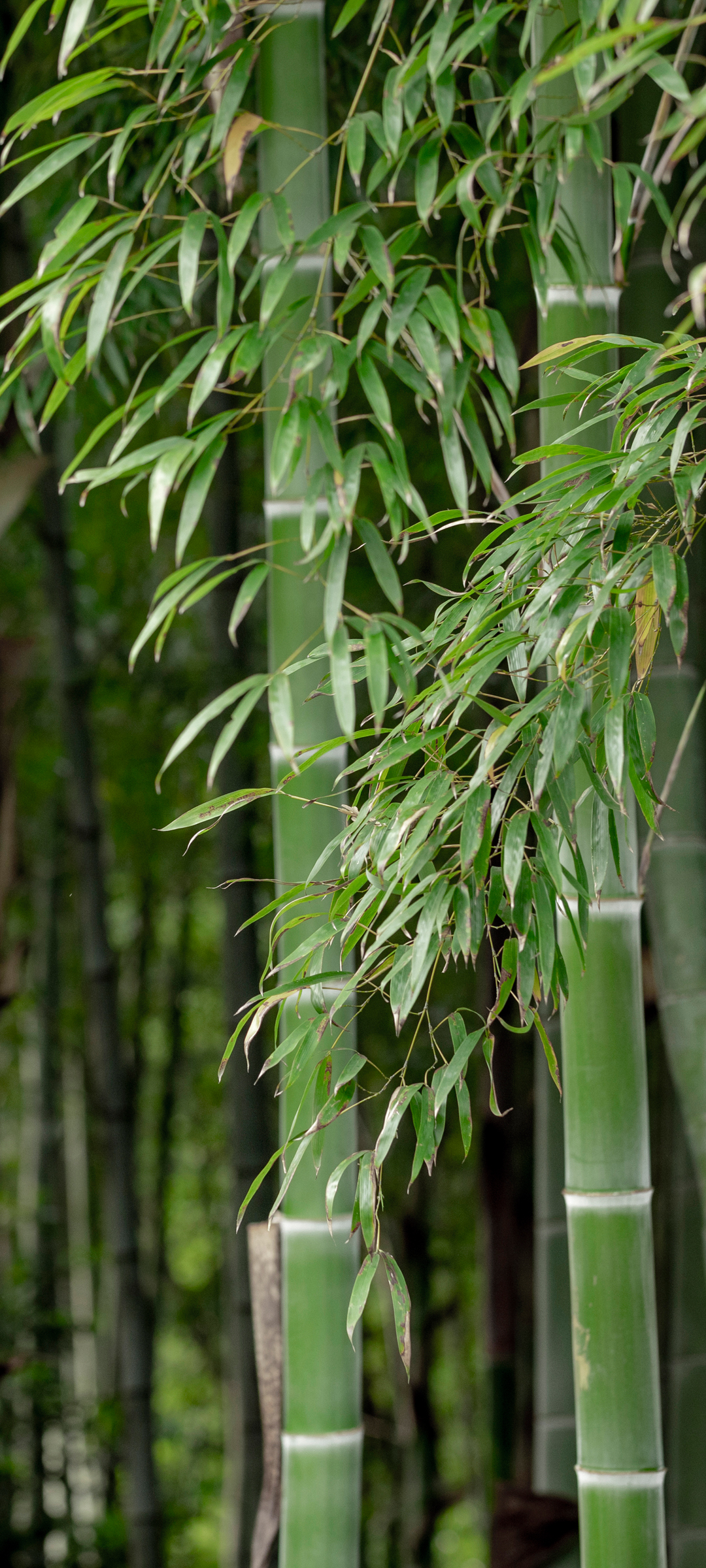 竹林风光手机壁纸，免费下载，护眼首选！