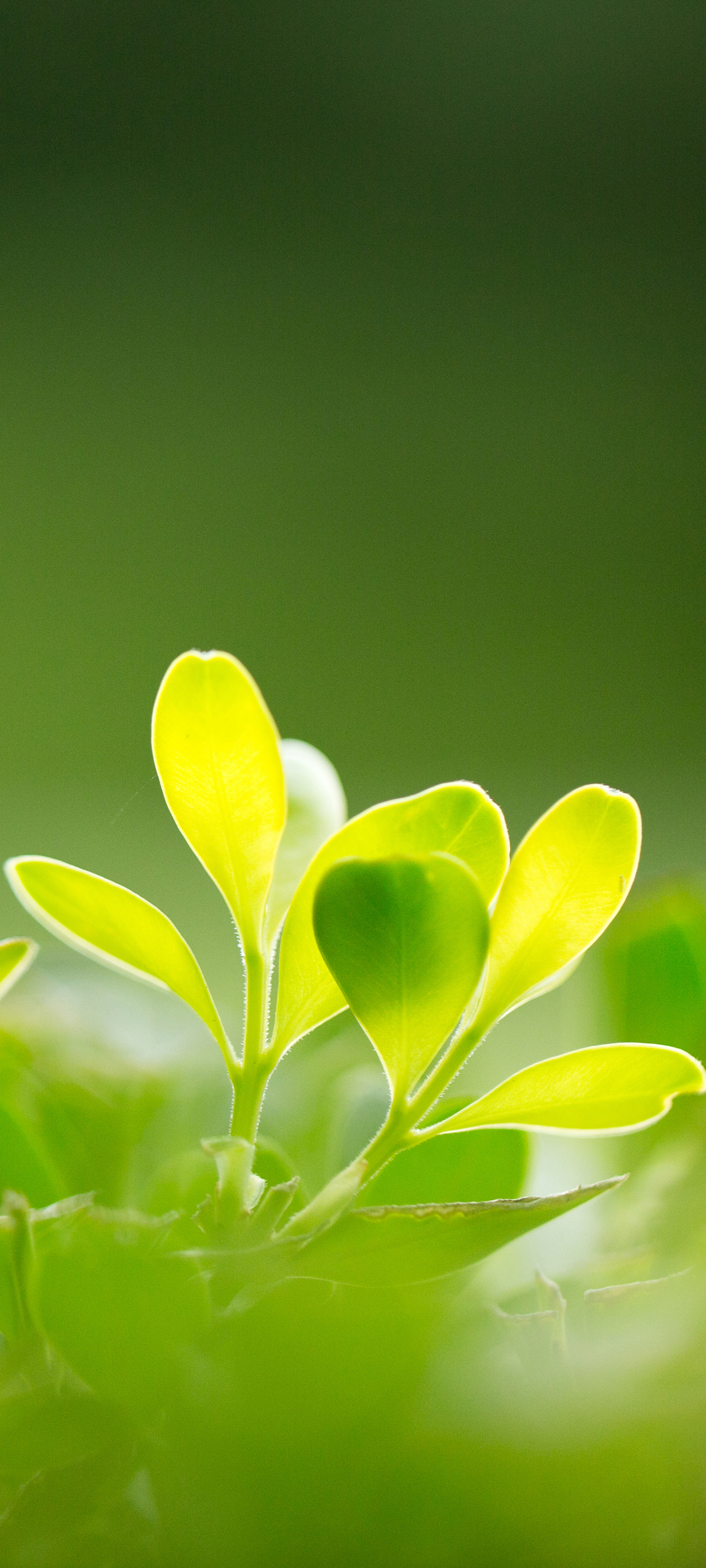 高清护眼绿色植物树叶手机壁纸，免费下载绝美风景图