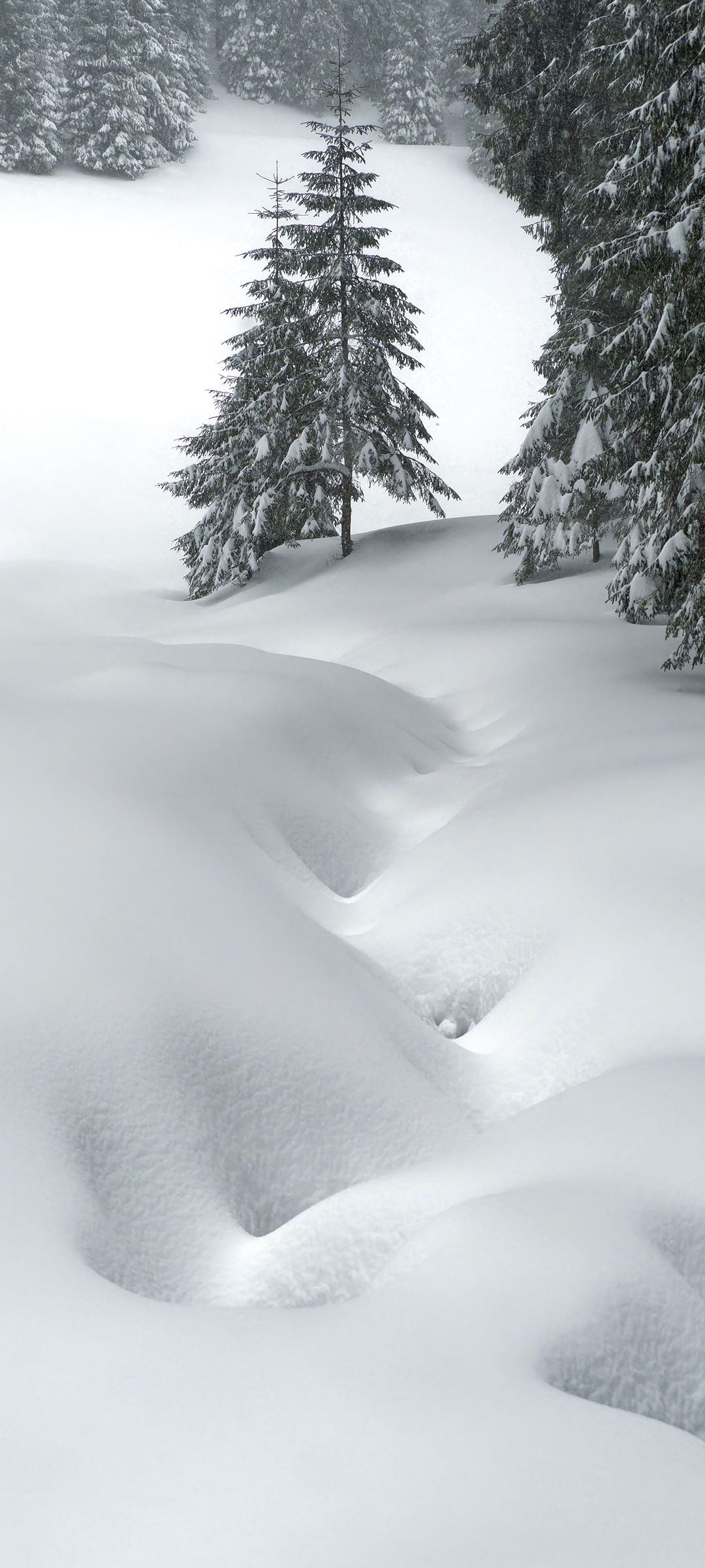 森林厚厚的大雪手机风景壁纸