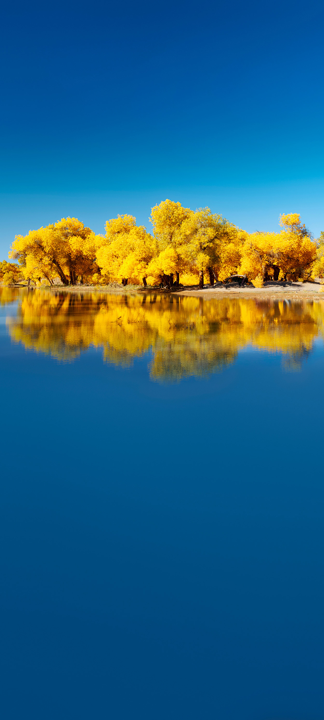 秋天风景 湖 树 华为手机壁纸