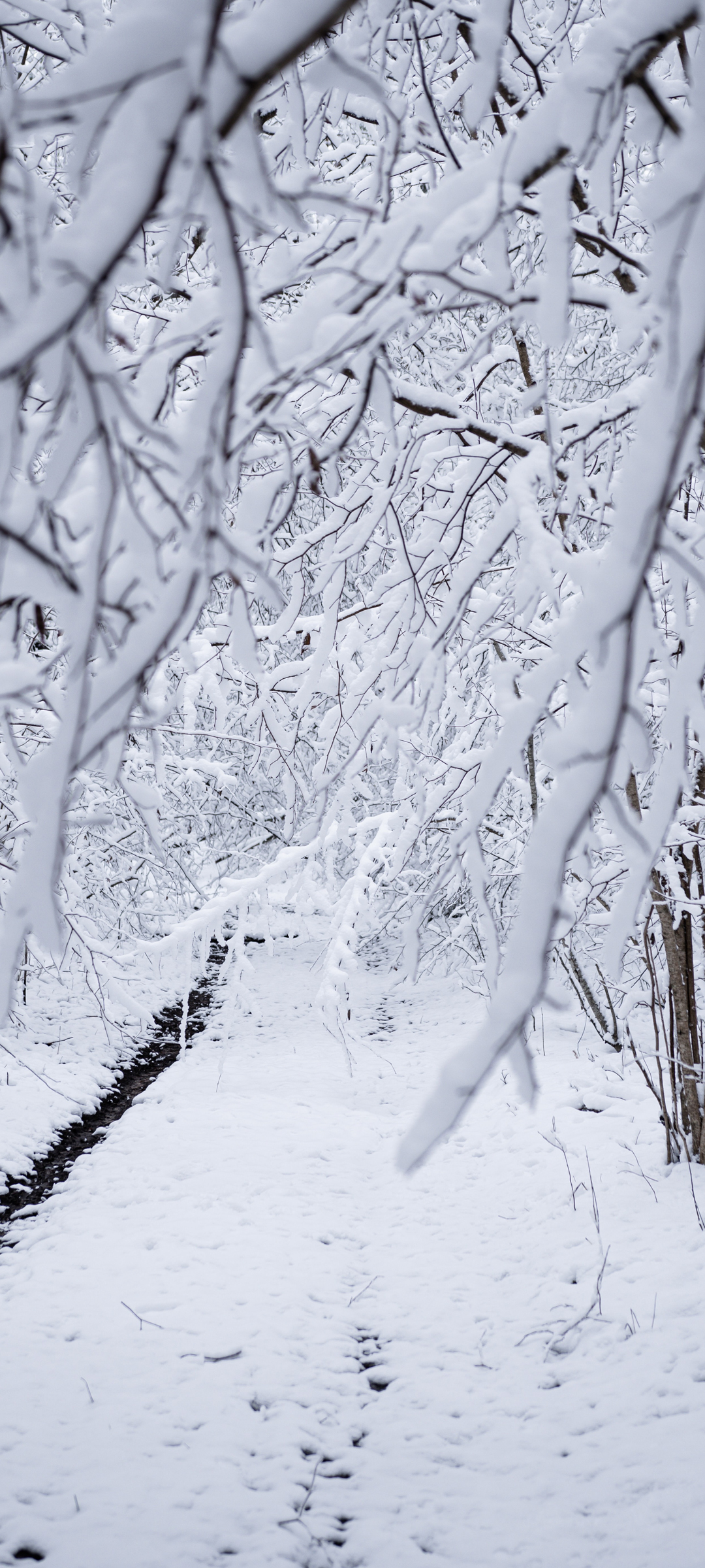 森林里的大雪 雪景 手机 壁纸