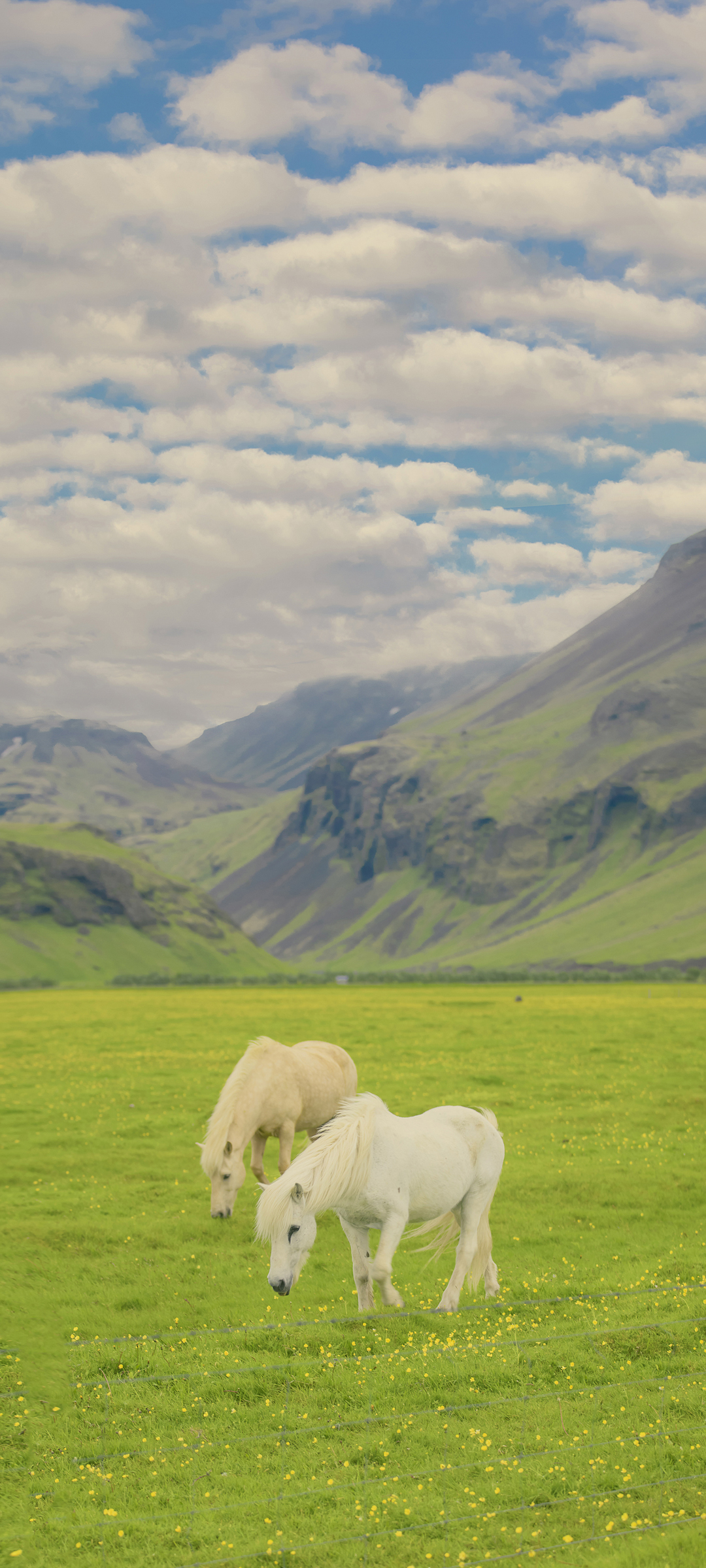 两只马儿一起吃草风景高清手机壁纸全屏