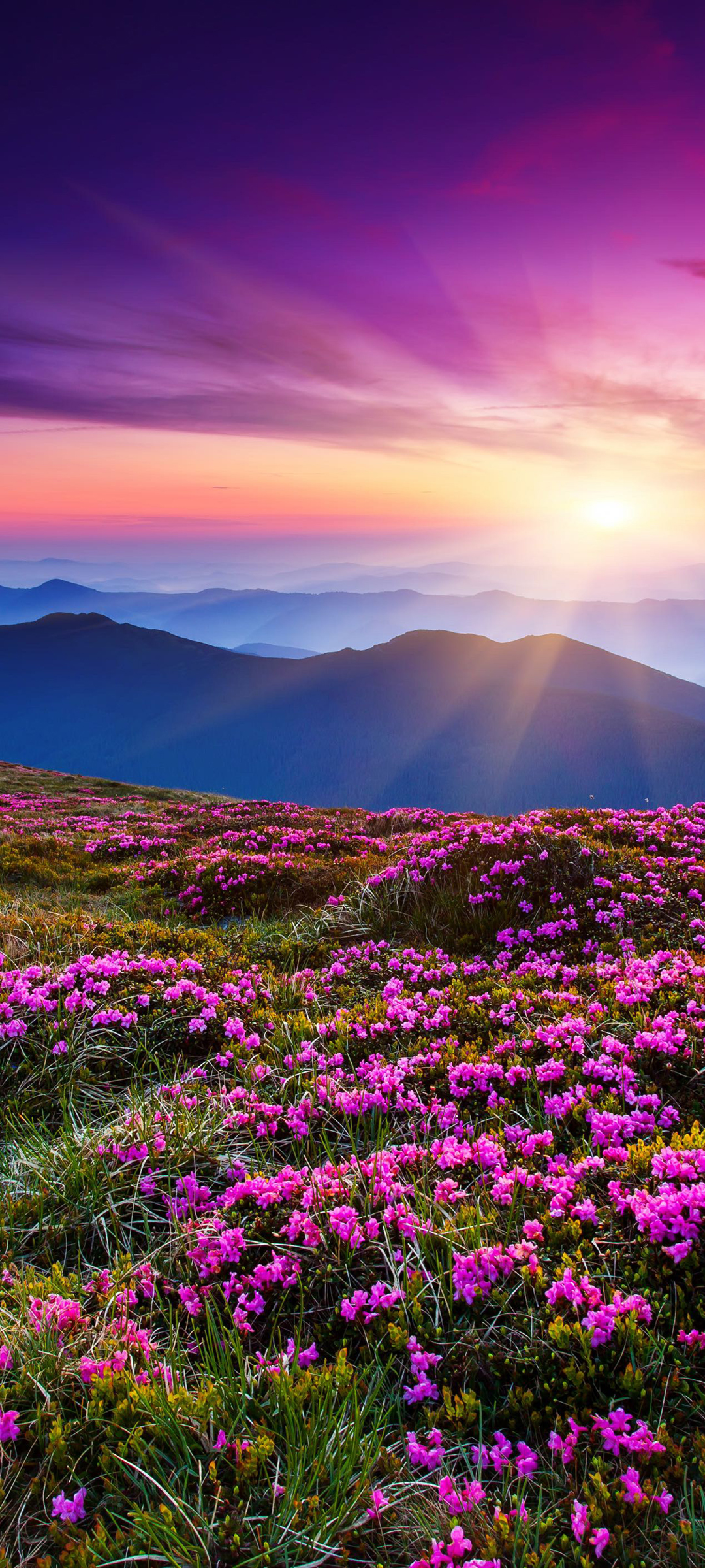 山巅鲜花绽放，日出太阳美景，免费手机壁纸下载欣赏