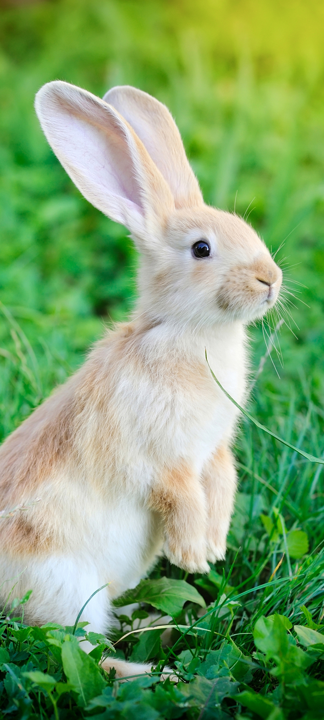 小兔子 长耳朵 草地 动物 手机 图片 壁纸