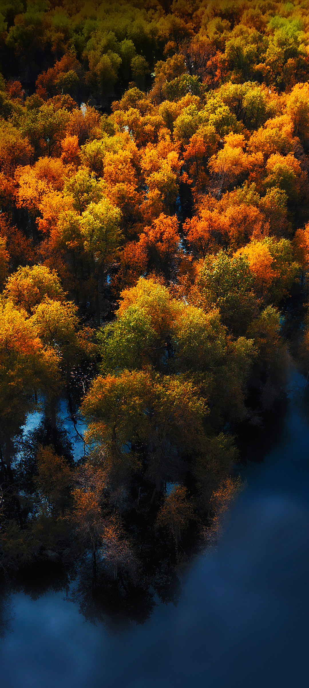 俯视 秋天风景 树 水 华为mate40 手机高清壁纸