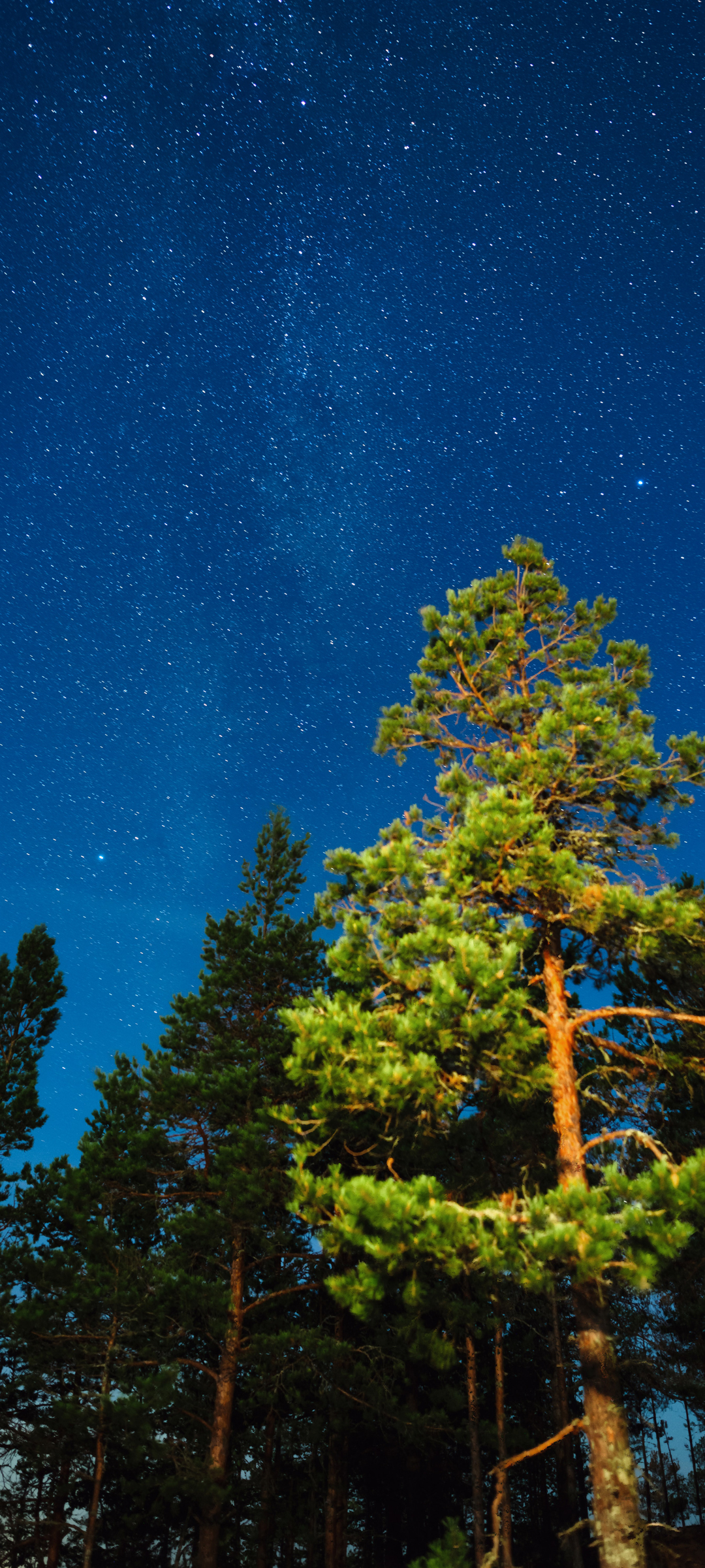 夜晚星空下的树影风景，绝美手机壁纸，免费下载欣赏