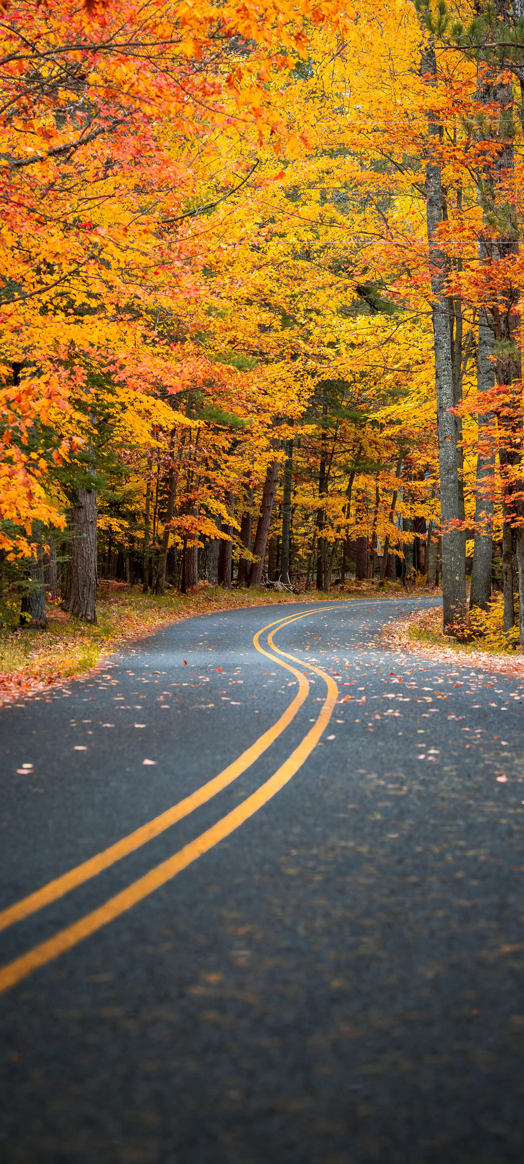 秋天 公路 风景 高清 手机 壁纸 图片