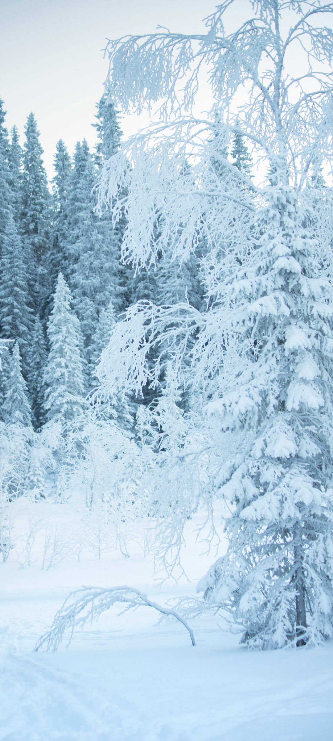 冬日雪景手机风景壁纸
