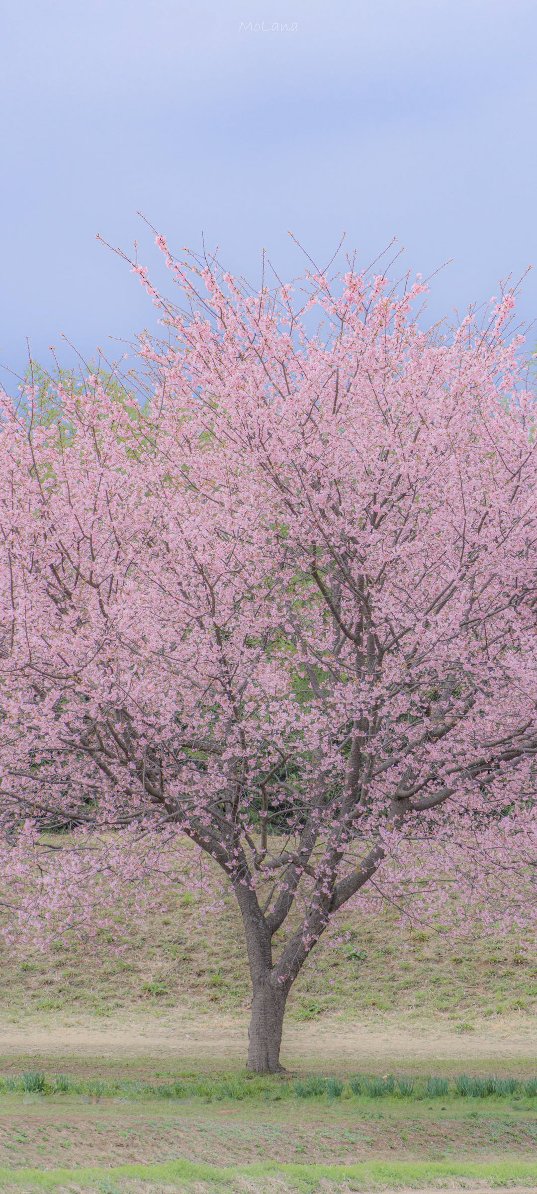 免费下载，绝美樱花树风景手机壁纸，畅享自然之美