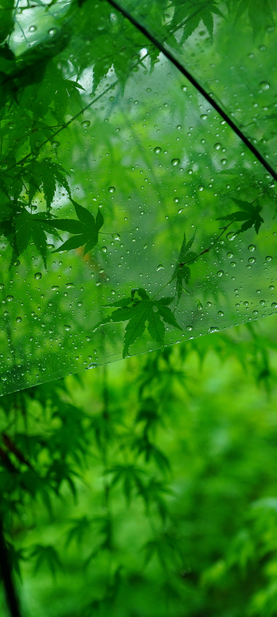 自然绿意护眼高清风景壁纸，免费下载至手机屏幕