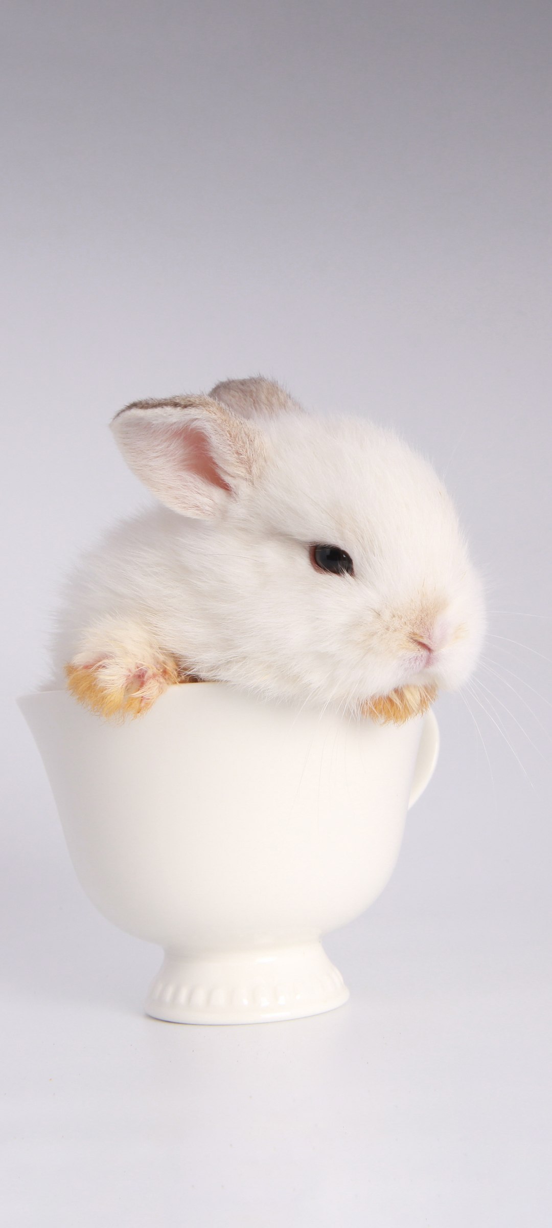 杯子 小白兔 可爱 手机 壁纸