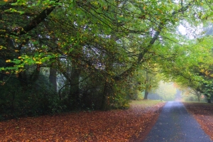 森林 树 树叶 路 自然风景3440x1440壁纸