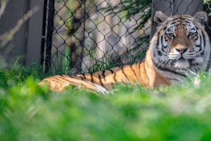 老虎 一瞥 捕食者 动物 大猫 4k壁纸 3840x2160