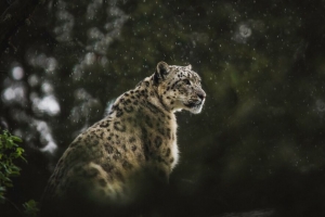 雪豹 豹子 大猫 捕食者 雨水 野生动物 4k壁纸 3840x2160