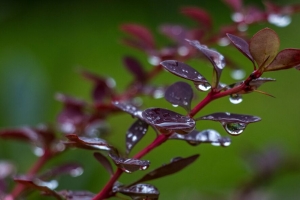 杠铃 树枝 树叶 水滴 雨 宏观 4k壁纸 3840x2160