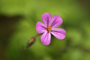 天竺葵 花 花瓣 滴 湿 宏观 4k壁纸 3840x2160