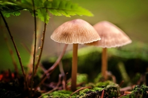 原始森林野生菌菇背景