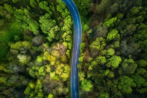 森林 顶视图 树木 俯视摄影 风景图片