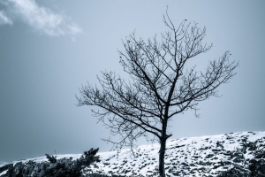 树 雪 灌木 天空 自然 冬季 4k壁纸 3840x2160