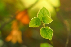 植物 叶子 模糊 光 宏观 4k壁纸 3840x2160