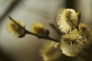 柳树 芽 树枝 模糊 春天 4k壁纸 3840x2160