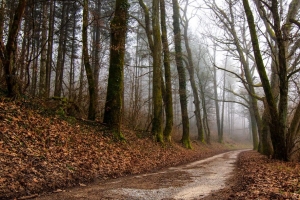 森林 路径 雾 树木 秋天 落叶 自然 4k壁纸 3840x2160