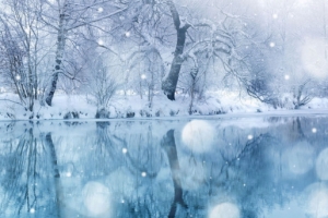 雪花树林湖面风景