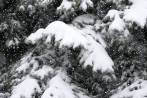 雪 云杉 冬天 降雪 4k壁纸 3840x2160