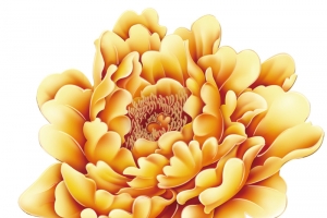 牡丹花