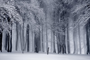 唯美的雪地风光