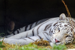 孟加拉虎 老虎 白色 捕食者 动物 大猫 4k壁纸 3840x2160