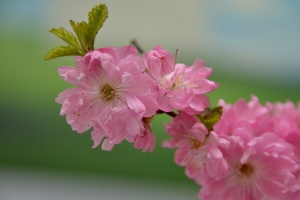 粉红色的樱花高清图片