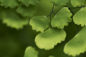  adiantum 叶子 植物 宏观 4k壁纸 3840x2160