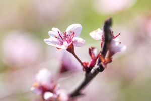 樱桃 花 花瓣 树枝 模糊 春天 4k壁纸 3840x2160