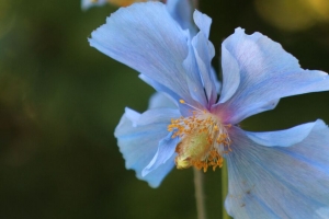 花 模糊 植物 宏 蓝色 4k壁纸 3840x2160