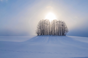 雪景 树 阳光 唯美 4k风景壁纸