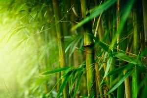 阳光下的竹林背景海报素材