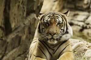 老虎 大猫 条纹 捕食者 可怕的 4k壁纸 3840x2160