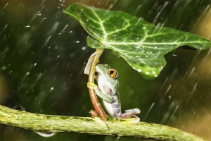 青蛙在雨中撑伞