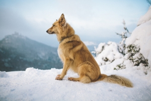 狗,雪,高山,冬天,风景图片