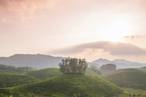 简约茶叶风景手机端H5背景