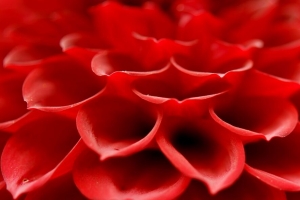 花瓣 微距 花朵 红色 4k壁纸 3840x2160