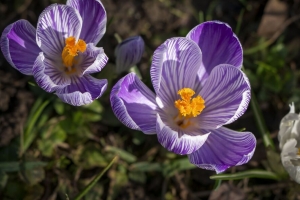 藏红花 花 花瓣 春天 花粉 紫色 4k壁纸 3840x2160