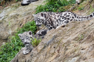 雪豹 小猫 草 捕食者 4k壁纸 3840x2160