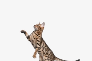 站起来的豹纹猫