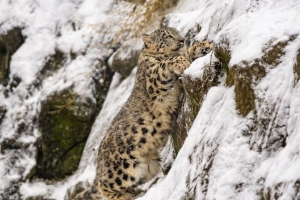 雪豹 大猫 捕食者 斜坡 雪 4k壁纸 3840x2160