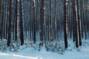 森林 雪 松树 树木 针叶 冬季 4k壁纸 3840x2160